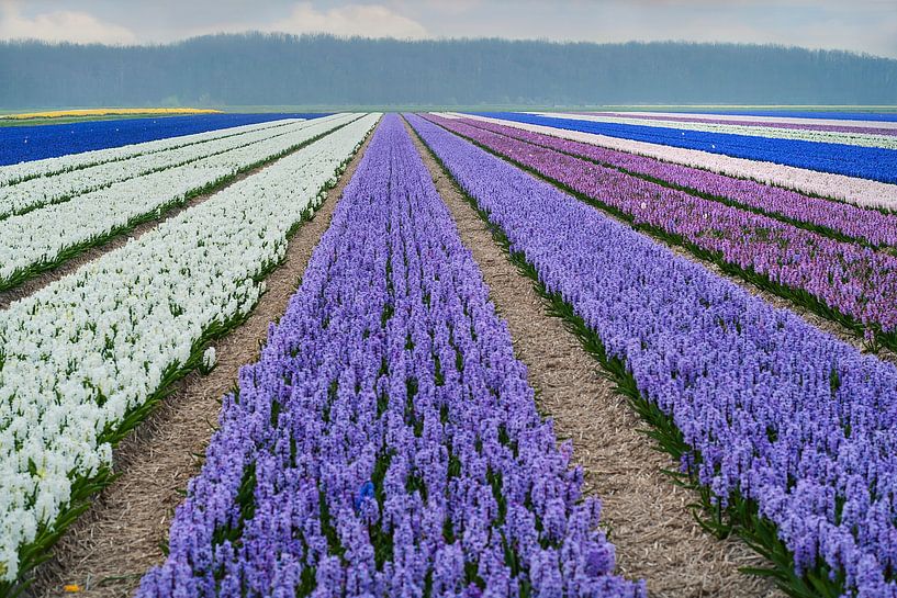 Lisse Zwiebelfelder von Anouschka Hendriks