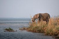 Elefant in Sambia bei Sonnenuntergang