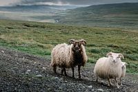 Sheep in Iceland