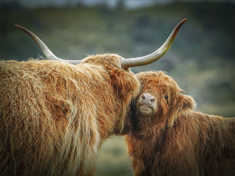 Jonge schotse hooglander met moeder van Dirk van Egmond