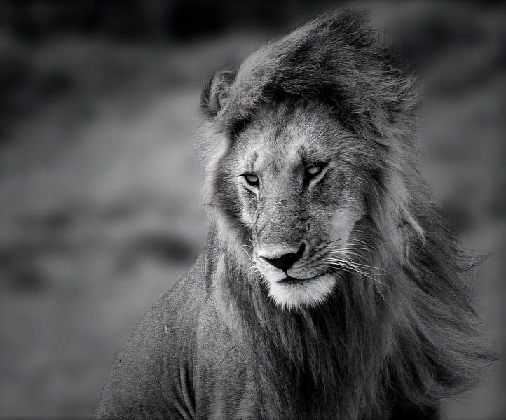 Löwe im Wind von SuperB Design