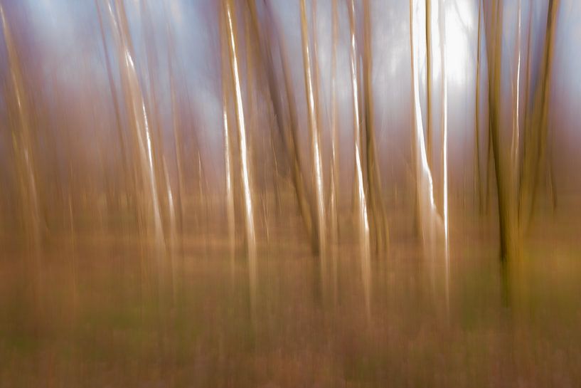 ICM birches in the forest by Monique Fotografie