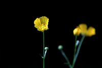 Buttercups dans le noir