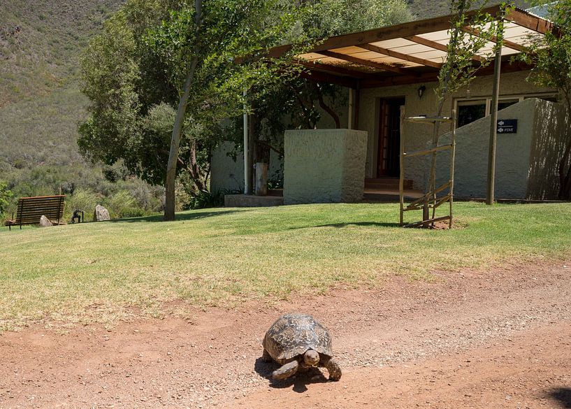 Camps d'Afrique par Marion Meyer