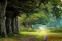 Autumn at De Leersumse Plassen