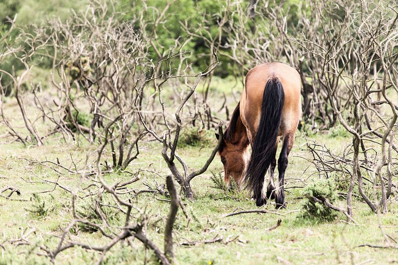 Paard II van Irene Hoekstra