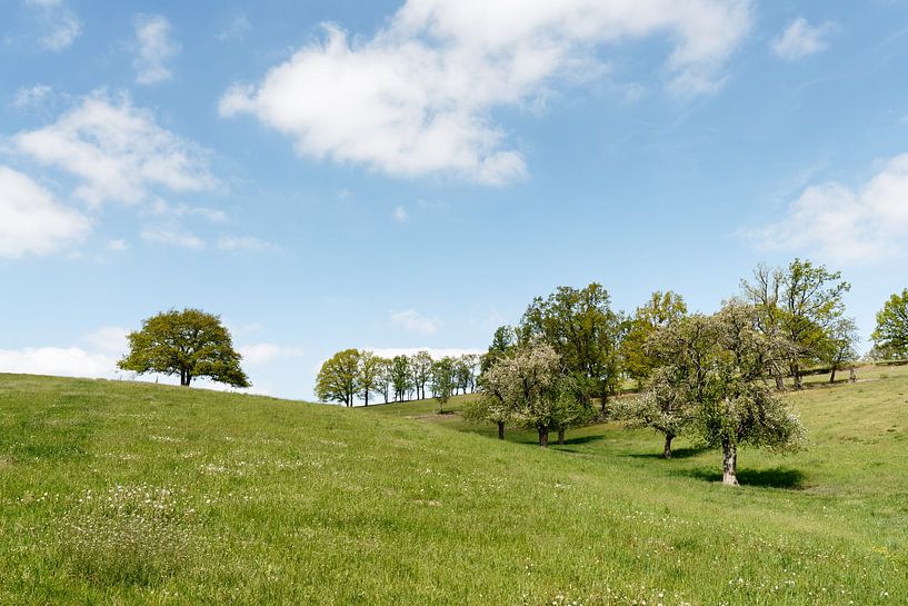 Spring meadow by Ralf Lehmann