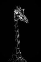 girafe