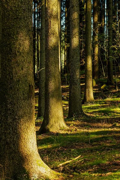 En route dans la forêt par Johnny Flash