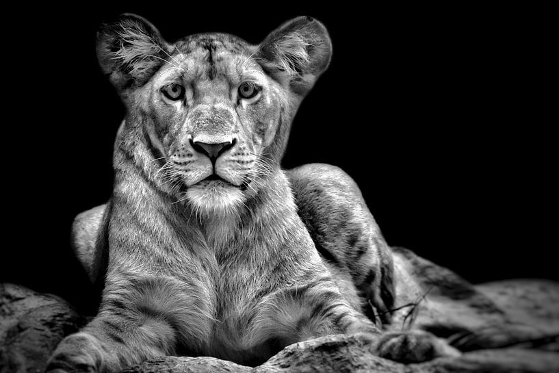 Augenkontakt von Maickel Dedeken