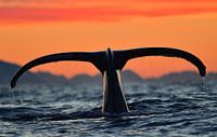 Nature at its finest! - Diving humpback whale during a beautiful winter day
