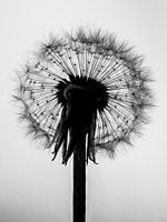 dandelion