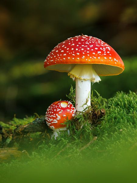 Agaric de la mouche par Thijs Friederich