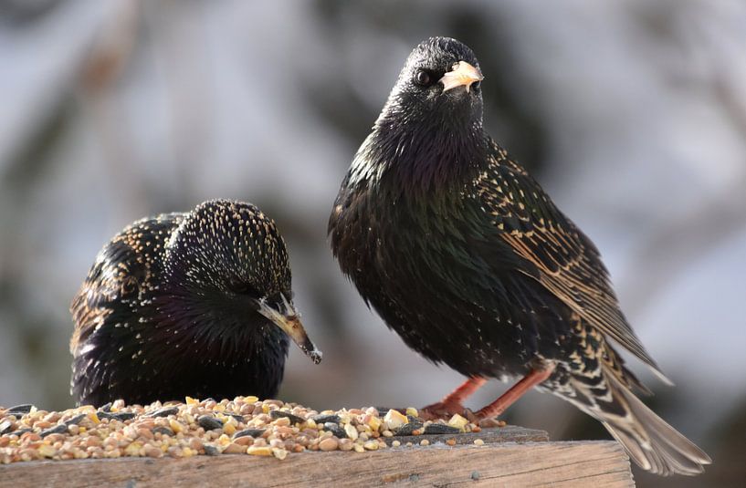 Des étourneaux à la mangeoire du jardin par Claude Laprise