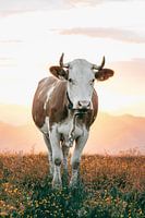 Handsome cow in the Austrian alpine pasture - Vertical