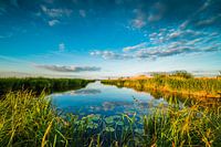 Blick über die Unkrautbekämpfung (Widmung)