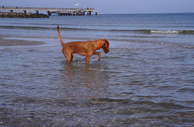 Water games at the Baltic Sea with a Magyar Vizsla. by Babetts Bildergalerie