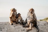 Portrait de famille d'un singe en Indonésie