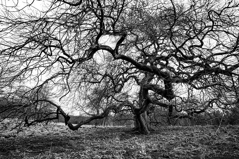 Freak-Baum von Albert Mendelewski