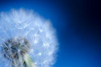 Paardenbloemzaadjes tegen een blauwe achtergrond