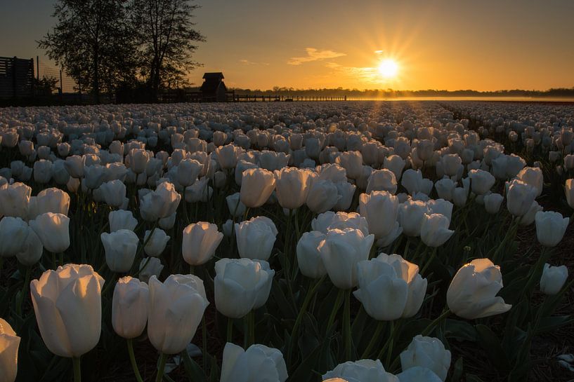 Bloembollen Egmond Binnen by Dirk Sander