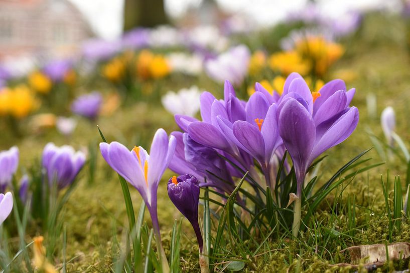 Kleurrijke Krokussen by Patricia van Nes