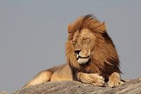 Leeuw op rots