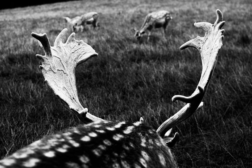 Black and white deer antlers in Le Parc à Gibier de La Roche by Paul van Putten