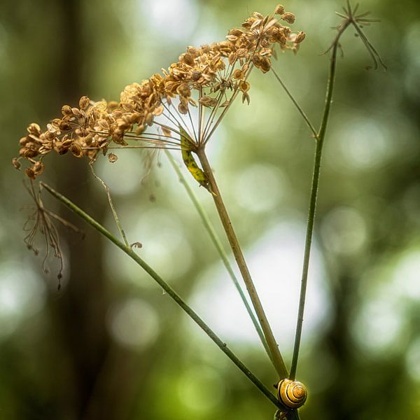 Bärenklau von Marly De Kok