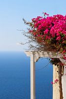 Rosa Blumen im Mittelmeer