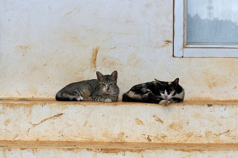 A feline pause under a patinated wall by Frank Photos