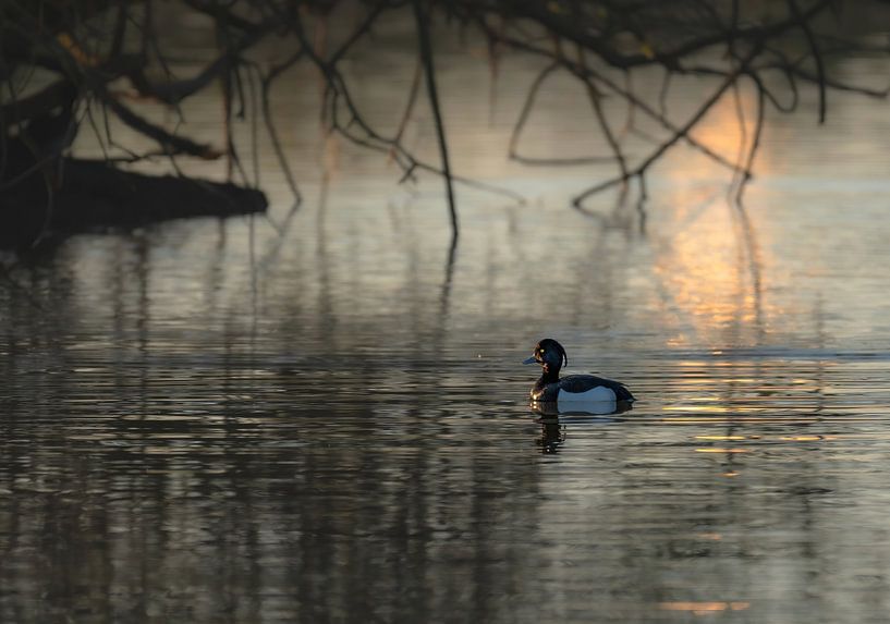 Meinerswijk part 76 by Tania Perneel