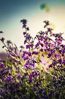 Sardaigne - Sardigna - Sardegna - Sardenya