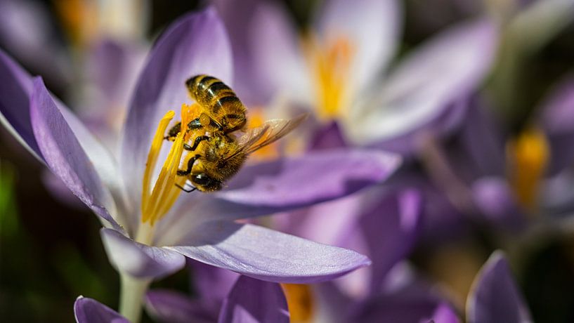 Biene auf Krokus von Lex Schulte