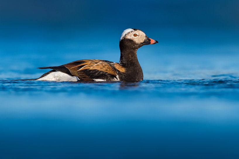 Adult male Long-tailed Duck (Clangula hyemalis) in breeding plumage by AGAMI Photo Agency