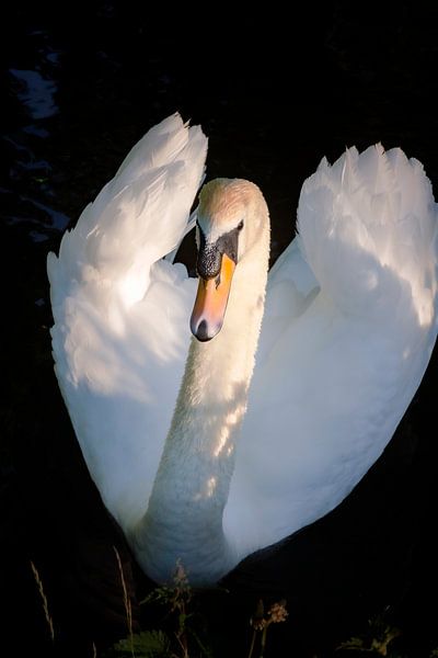 Beautiful swan by Jan van der Knaap