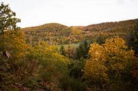 mur de couleurs d'automne