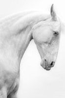 Tough Fine Art portrait white horse black and white