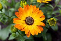 Flowers | Yellow Orange Spanish Magriet