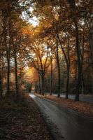 L'automne dans le Mastbos