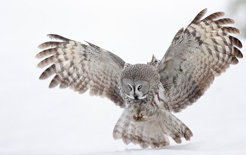 Hunting Great Grey Owl (Strix nebulosa) by Beschermingswerk voor aan uw muur