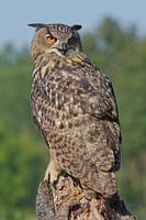 Eule auf Baumstumpf