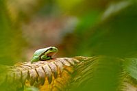 Laubfrosch auf Farnblatt