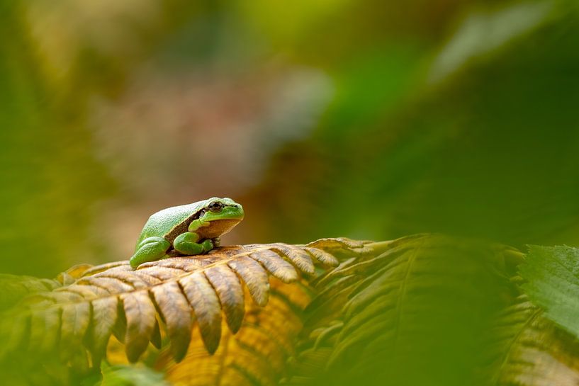 Laubfrosch auf Farnblatt von Mariëro Fotografie