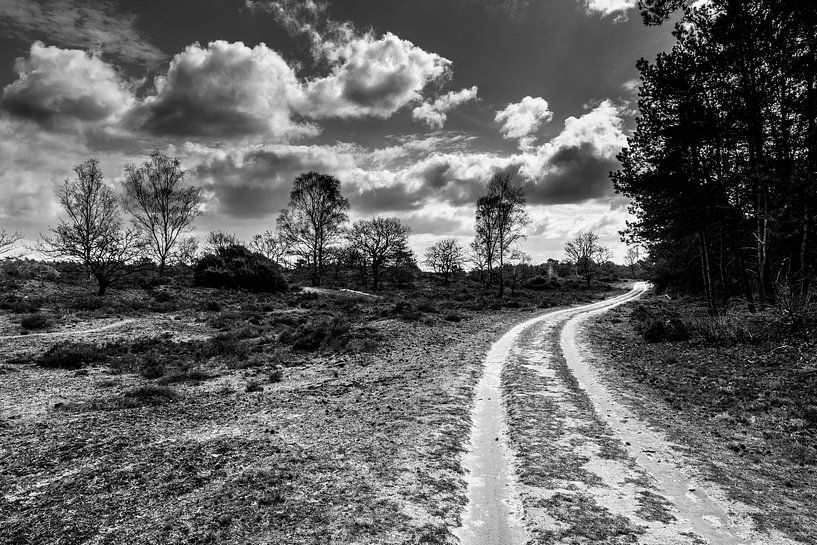 Kootwijker sand black and white by Tessa Louwerens