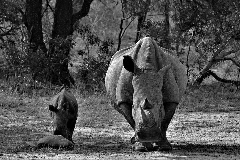Rhino and baby by Christiaan Van Den Berg