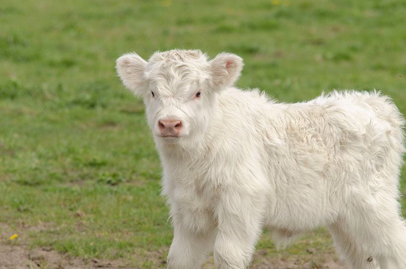 Blond calf Scottish Highlander by Ans Bastiaanssen