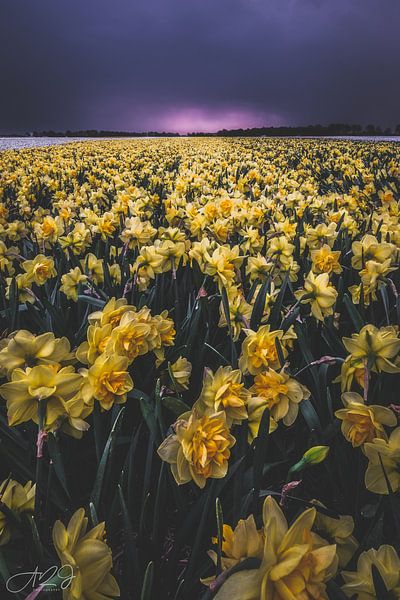 Narzissen  von A2J Photography