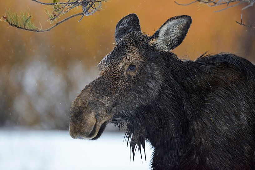 Elch ( Alces alces ) im Winter, Kopfportrait einer Elchkuh von wunderbare Erde