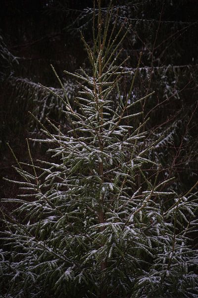 Spruce in snow by Joran Quinten